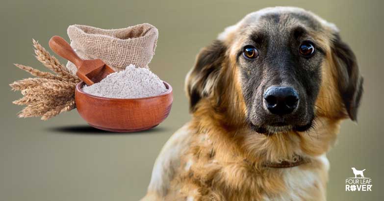Why Is Starch Bad For Dogs?