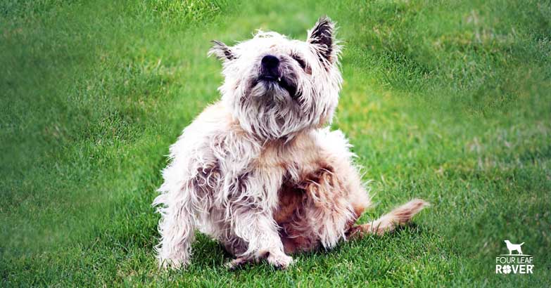 7 Steps To Manage Mange In Dogs