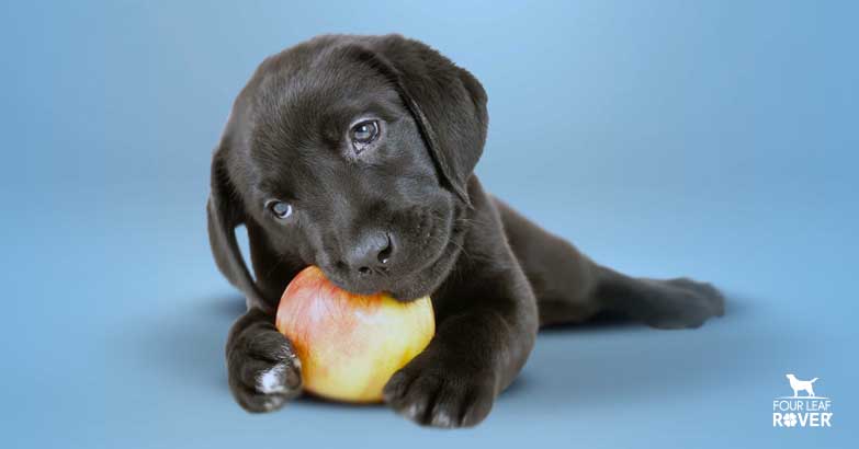 Is Fruit Good For Dogs?
